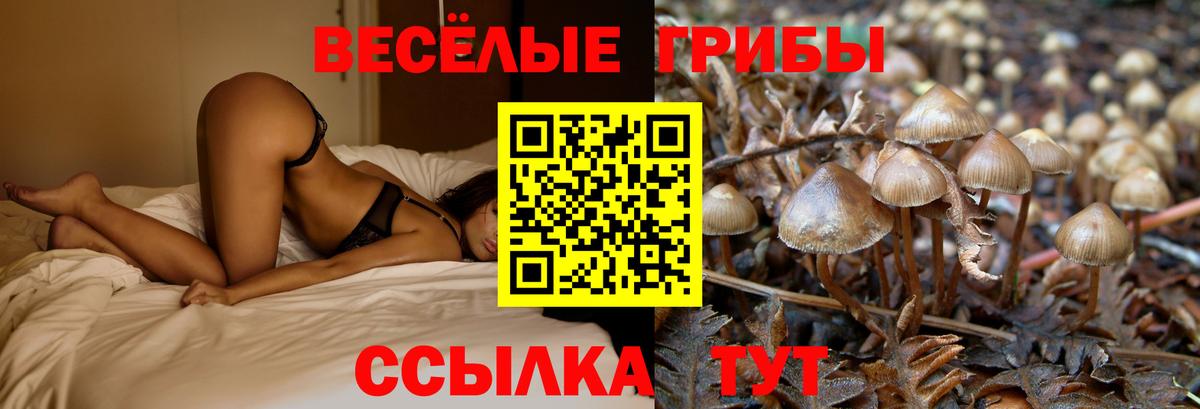 хочу наркоту  Галлюциногенные грибы Magic Shrooms  Вход с VPN  Псилоцибиновые грибы Psilocybine cubensis  Сосновоборск 